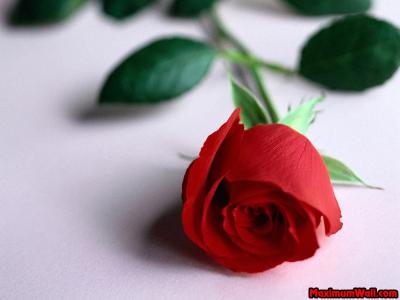 c'est pour toi mon amore